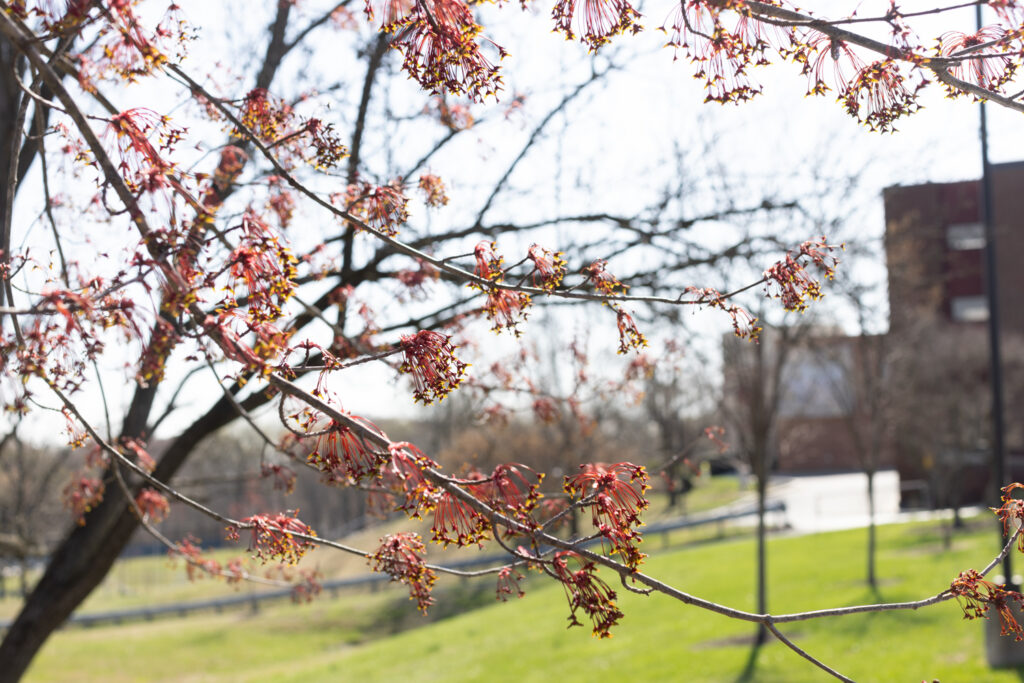 Tree with blooming flowers on GBC campus.