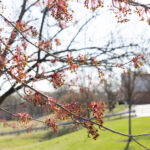 Tree with blooming flowers on GBC campus.